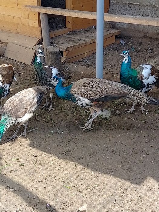 Пауни мъжки и женски