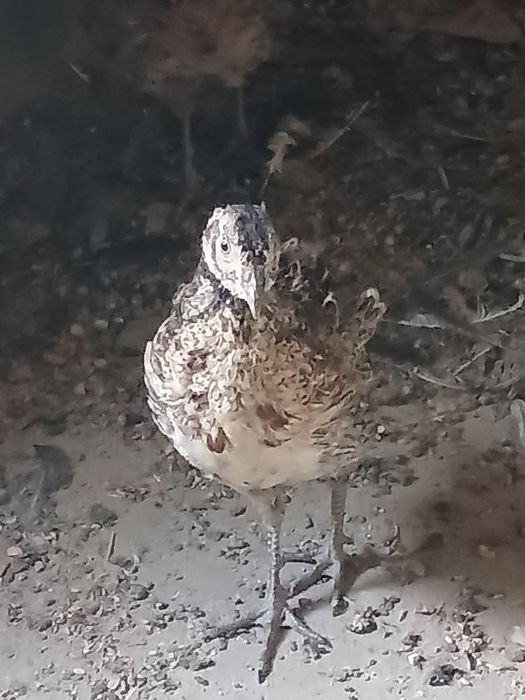 Продам фазанов..