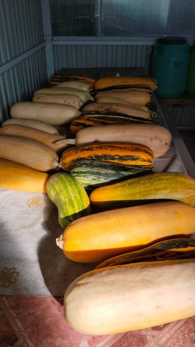 Продам кабачки домашние