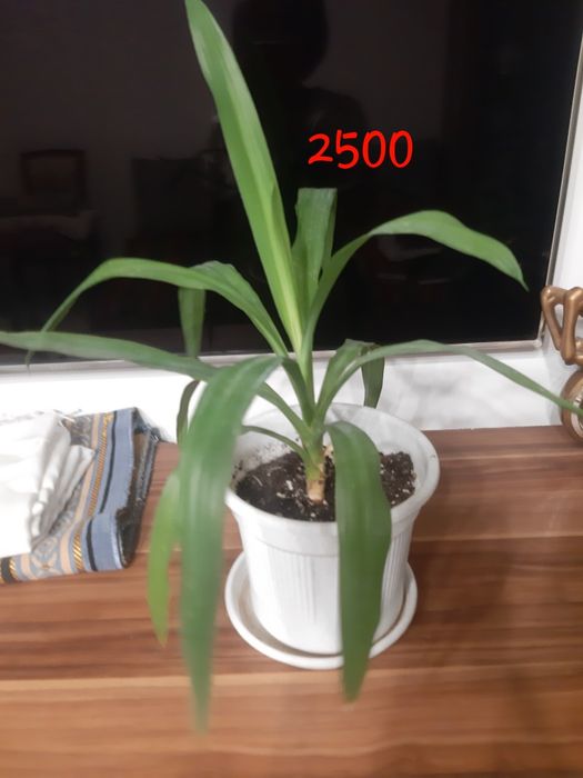 Комнатные растения