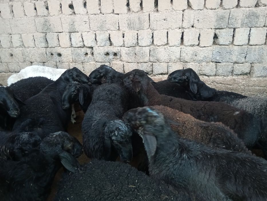 Qochqor qoy koy Кочкор куй кой Курбонлик qurbonlik