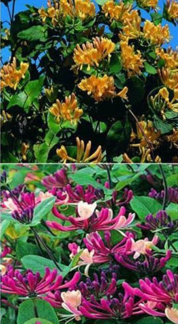 Caprifoi (Mana Maicii Domnului)