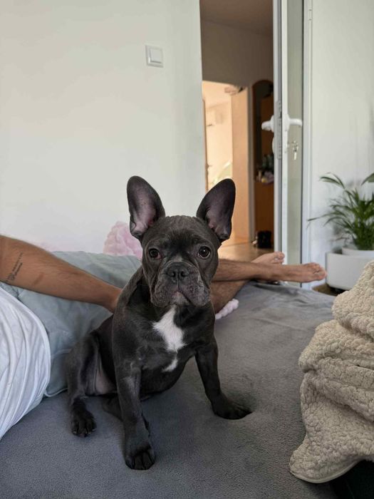 Френски булдог blue