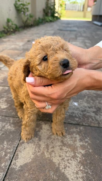 Poodle toy