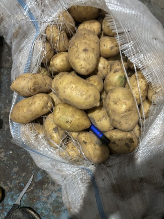 Картофель Гала обьем товарка