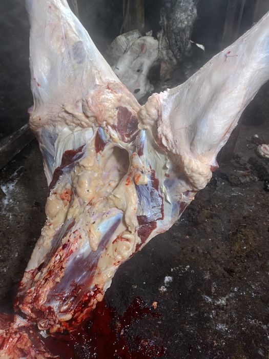 Продам говядину телки жирные.