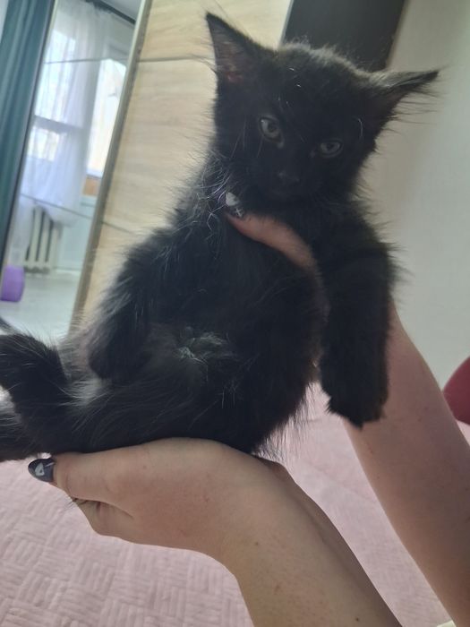 Отдам котят в любящие руки