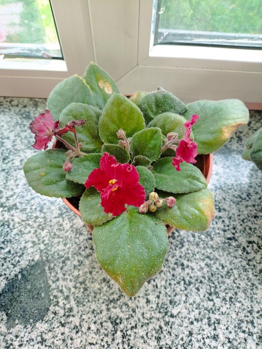 Комнатные цветы дом