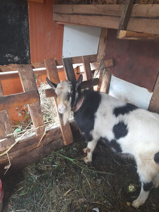 Vând țap de un an jumătate