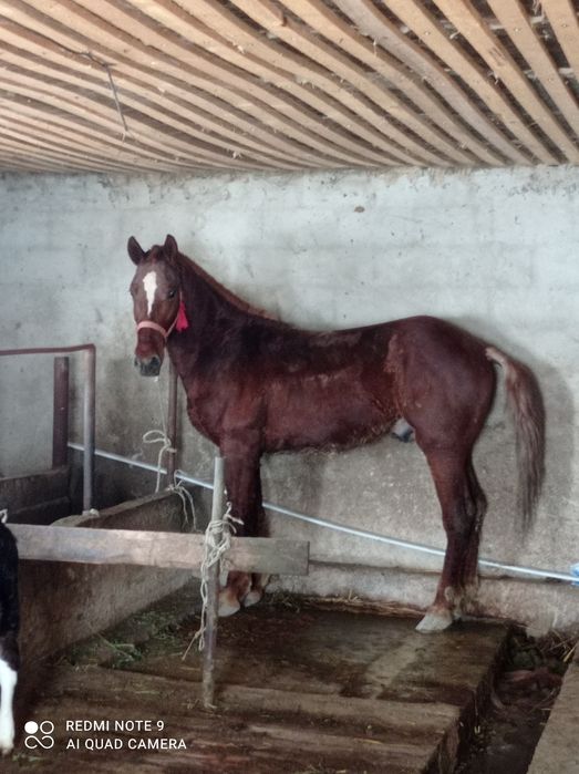 Лошадь Кунан дончак