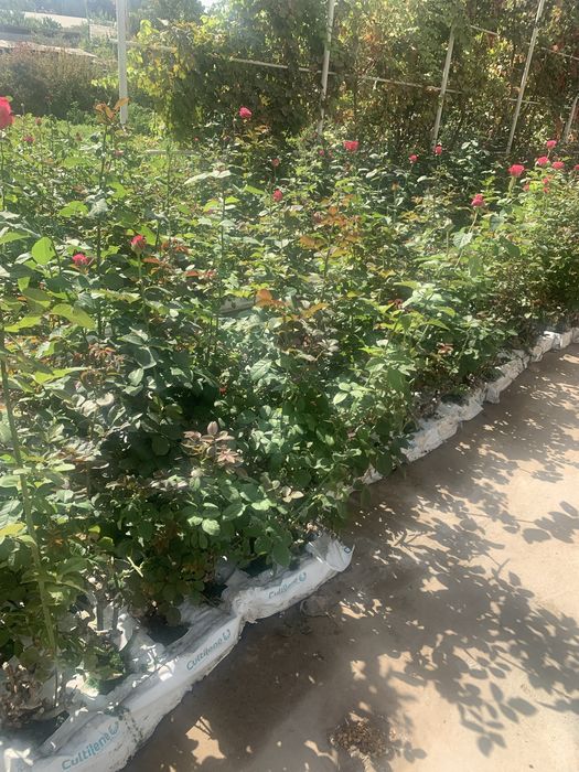 атиргул кучатлар сотилади келишилган нархларда