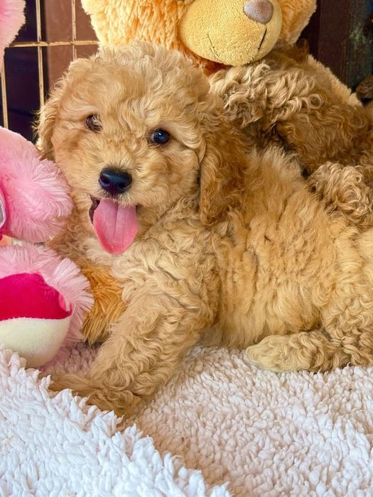 Мини пудел - пудел