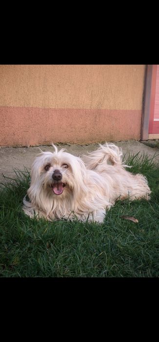 Donez bichon maltez