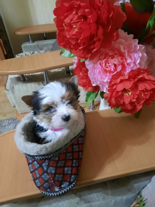 Продам шикарных щенков бивера