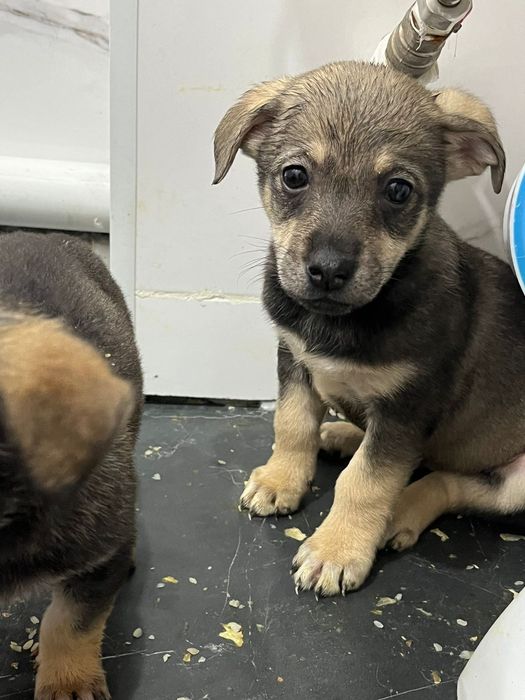 Отдам щенков бесплатно