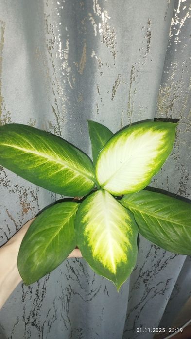Продается Шикарная Диффенбахия Камила
