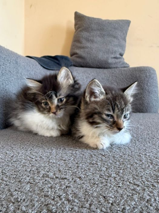 Отдам котят бесплатно, девочки 2.5 мес