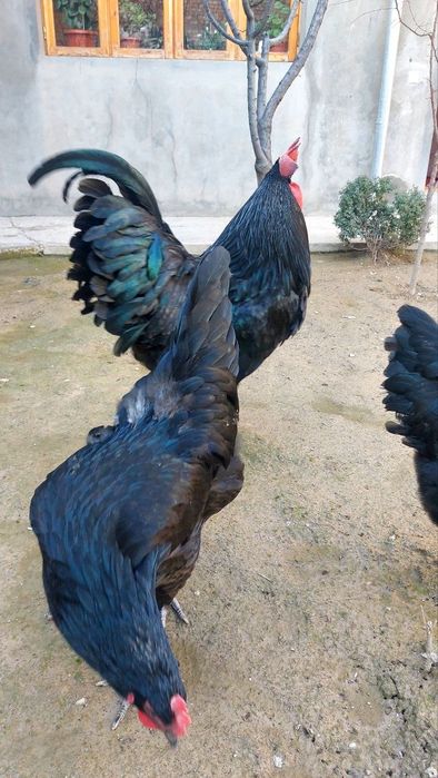 JEFSI Zotli Jo'jalar sotiladi