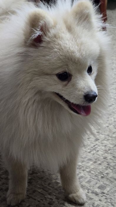 Продаются щенки немецкого шпица