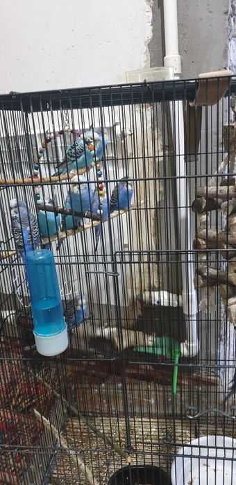 Qush uyi bilan birga