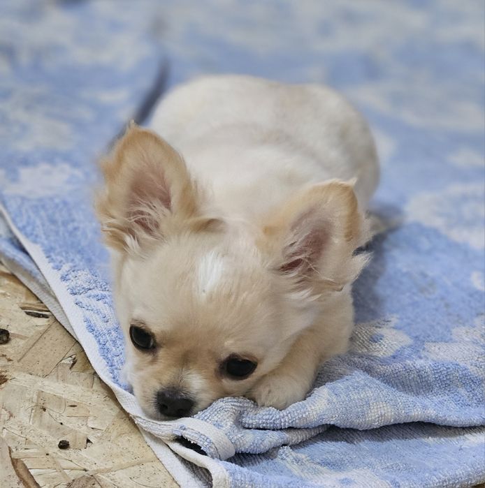 Продаётся девочка чихуахуа