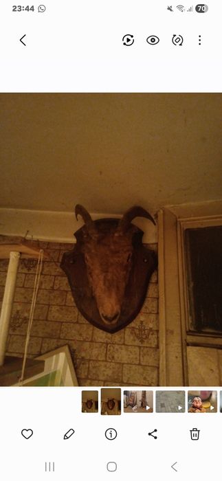 Продам чучело козла