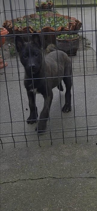 Белгидка овчарка