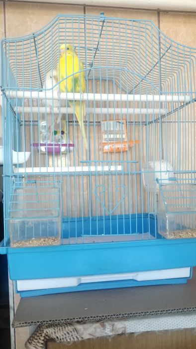 Vand pereche papagali perusi