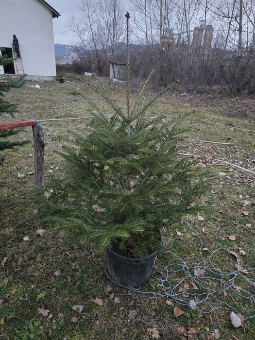 Brad argintiu cu radacina