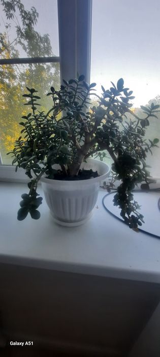 Отростки денежного дерева (толстянка)
