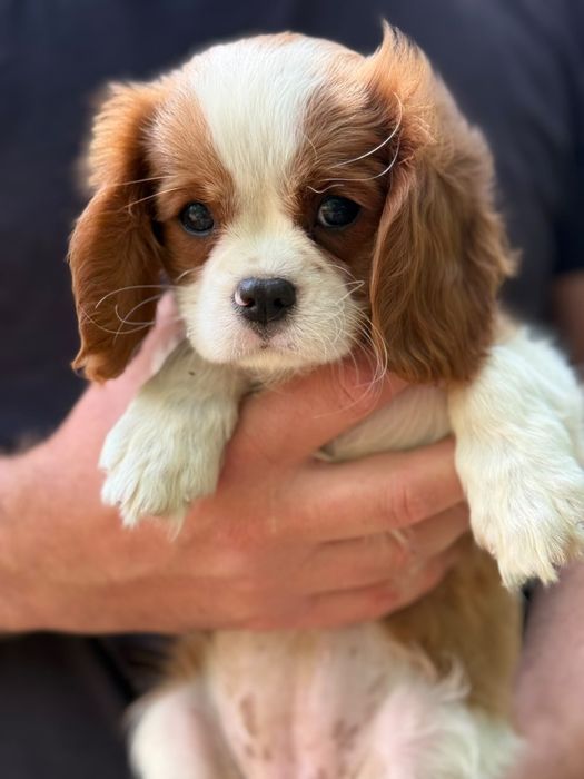 Cavalier king Charles fetiță