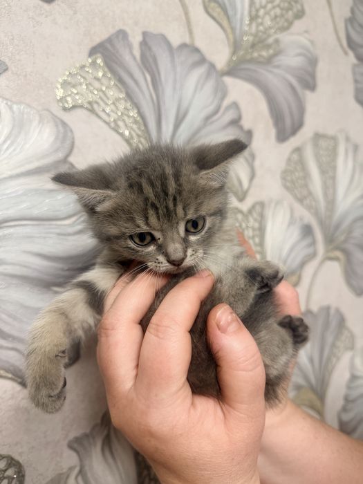 Отдам котят в хорошие руки