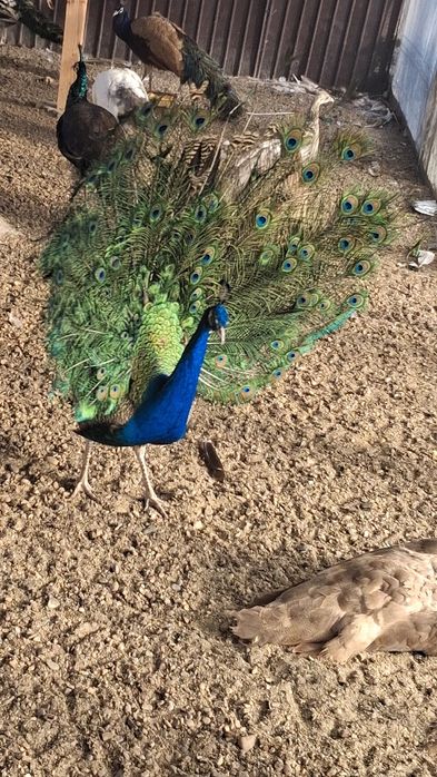 Mascul paun standard  !