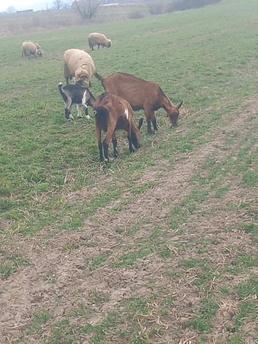 Vând capre Alpine sau la schimb pe oi