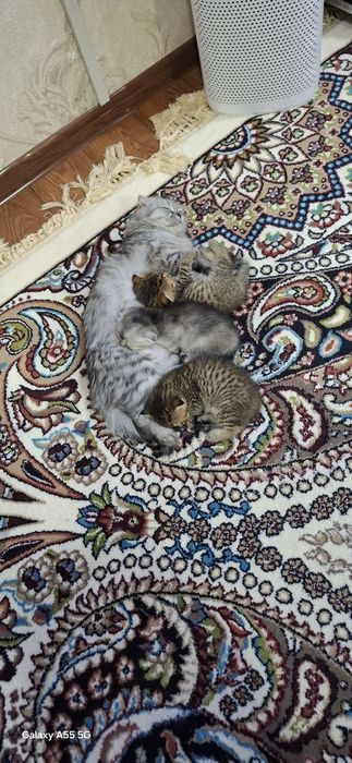 Шиншилла котята Toza shinshilla bolalari