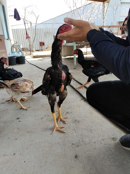 Дакан хуроз срочно сотилади 8 дона майда очилган