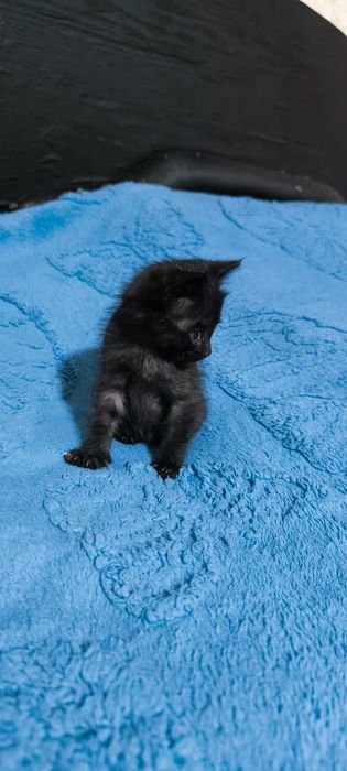 Котенок в добрые руки