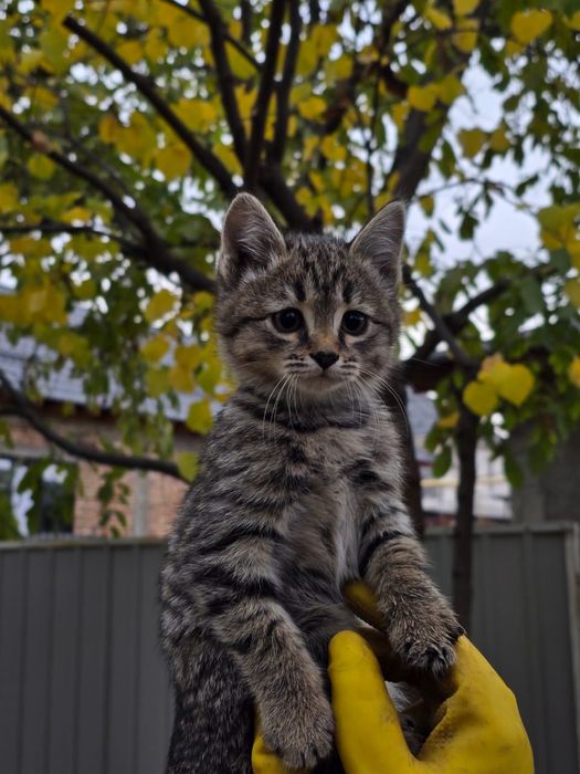 Котята, в хорошие рука