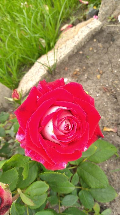 Дача Звездочка 131 км