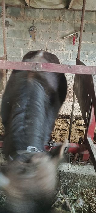 Продам быков 6 голов