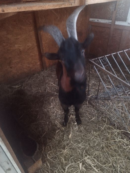 Vând Țap Alpin in vârsta de 1 an