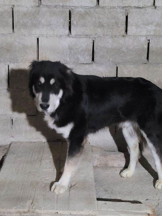 Продам щенка алабая