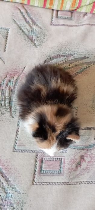 Отдам котенка девочка