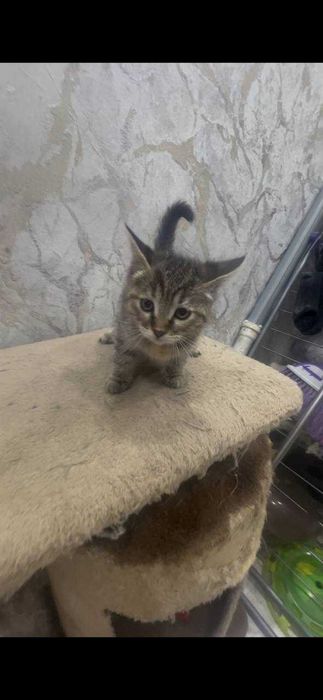 отдам даром в добрые руки