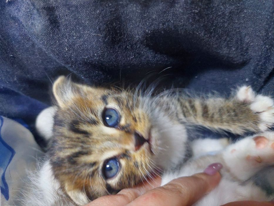 Котята, 2 месяца