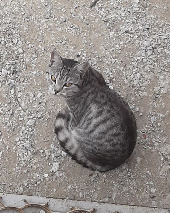 Отдам даром котика ТАББИ