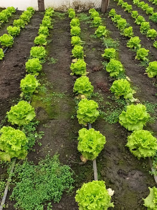 salata creața de vânzare
