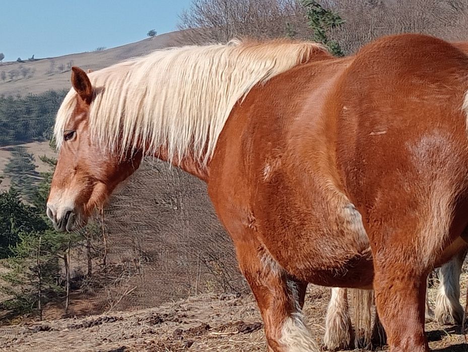 Vând 5 iepe Gestante și o Mânză face doi ani SE VÂND DOAR TOATE