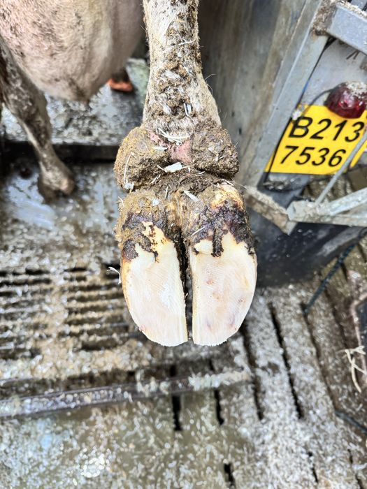 Servicii podotehnie (Curatat copite vaci)