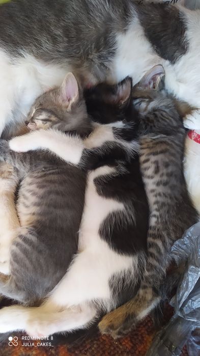 Котята бесплатно готовы к переезду  , ждут своих любящих хозяев
